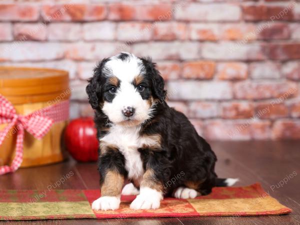 tri-colored mini bernedoodle near Chicago Illinois 