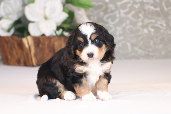 tri-colored mini bernedoodle near Chicago Illinois