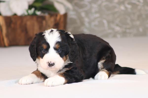 tri-colored mini bernedoodle near Chicago Illinois