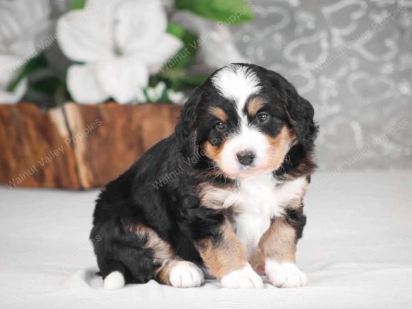 tri-colored mini bernedoodle near Chicago Illinois