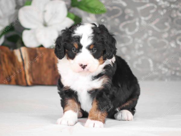 tri-colored mini bernedoodle near Chicago Illinois