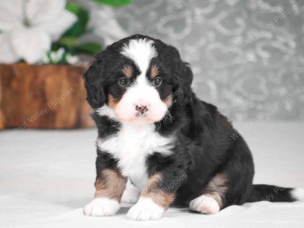 tri-colored mini bernedoodle near Chicago Illinois