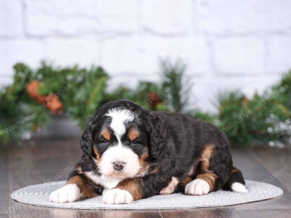 tri-colored mini bernedoodle near Chicago Illinois