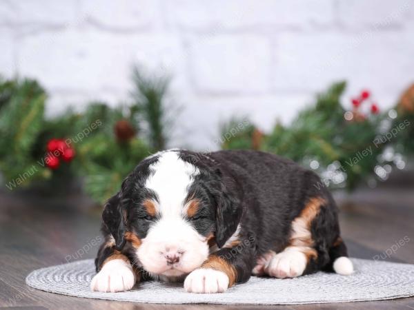 tri-colored mini bernedoodle near Chicago Illinois