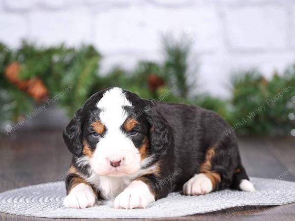 tri-colored mini bernedoodle near Chicago Illinois