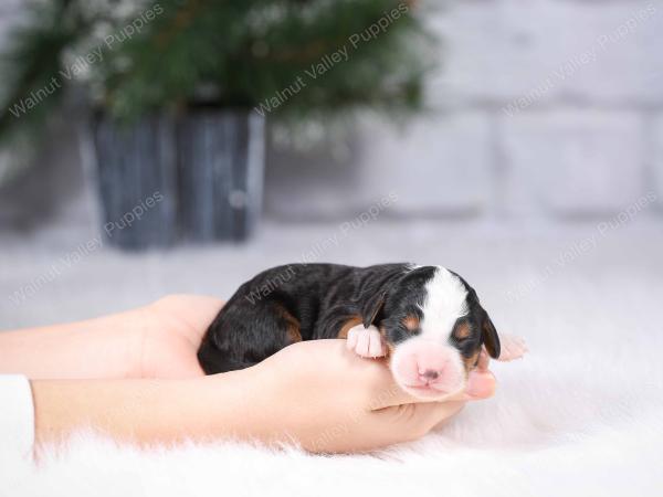 tri-colored mini bernedoodle near Chicago Illinois