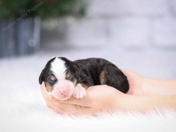 tri-colored mini bernedoodle near Chicago Illinois