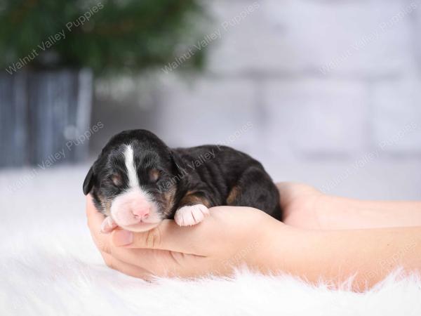 tri-colored mini bernedoodle near Chicago Illinois