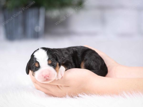 tri-colored mini bernedoodle near Chicago Illinois