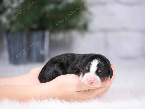 tri-colored mini bernedoodle near Chicago Illinois