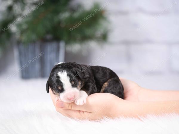 tri-colored mini bernedoodle near Chicago Illinois