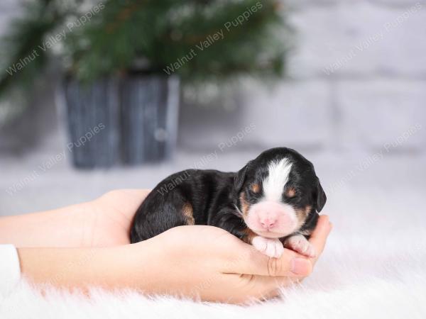 tri-colored mini bernedoodle near Chicago Illinois