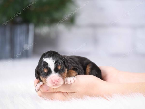 tri-colored mini bernedoodle near Chicago Illinois