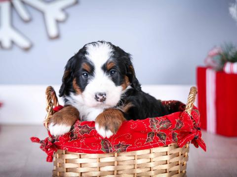 Mini Bernedoodle | Walnut Valley Puppies