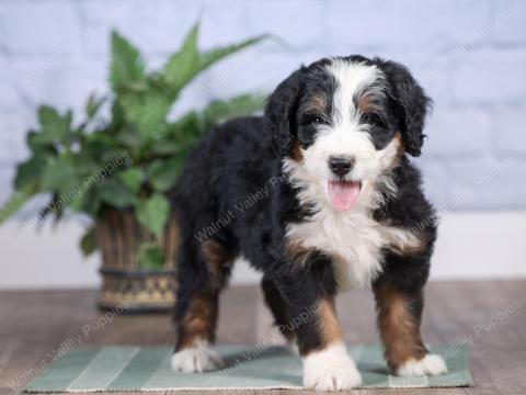 cuanto cuesta un bernedoodle miniatura