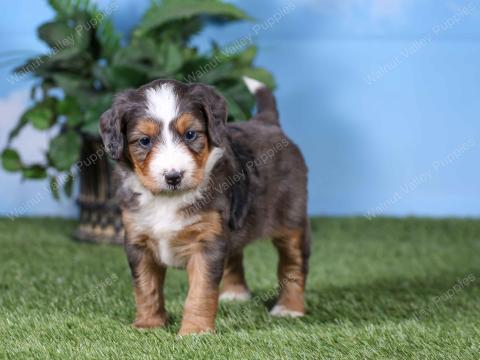 Paris’s puppies found their forever homes!