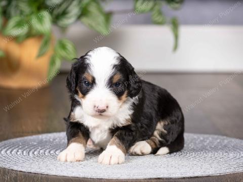 Lilly has 10 puppies!