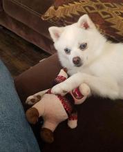 pomsky puppy