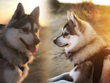 Finn (Shiloh)
