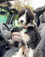 Bernedoodle