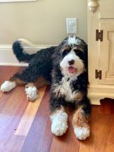 mini bernedoodle