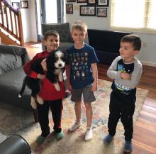 mini Bernedoodle