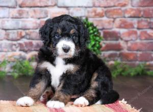 tri-colored Male standard bernedoodle near Chicago Illinois