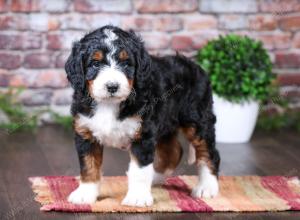 tri-colored female standard bernedoodle near Chicago Illinois