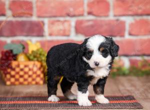 Mini bernedoodle near Chicago Illinois 