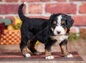 Mini bernedoodle near Chicago Illinois 