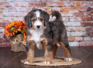 F1 mini bernedoodle near Chicago Illinois