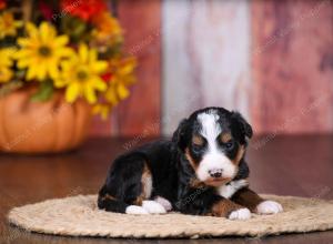 tri-colored female standard bernedoodle near Chicago Illinois