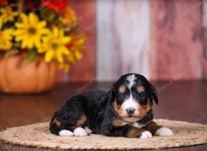 tri-colored female standard bernedoodle near Chicago Illinois