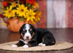 tri-colored female standard bernedoodle near Chicago Illinois