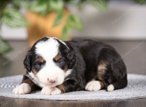 tri-colored mini bernedoodle near Chicago Illinois