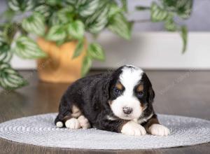 tri-colored mini bernedoodle near Chicago Illinois