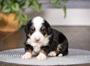  tri-colored mini bernedoodle near Chicago Illinois