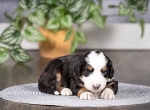 tri-colored mini bernedoodle near Chicago Illinois