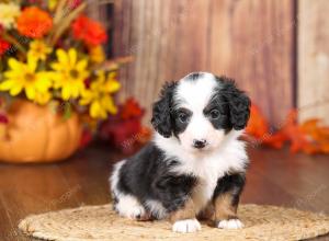 tri-colored mini bernedoodle near Chicago 