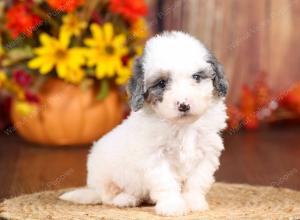 tri-colored mini bernedoodle near Chicago 