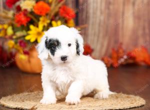 tri-colored mini bernedoodle near Chicago 