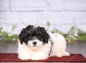 tri-colored mini bernedoodle near Chicago 