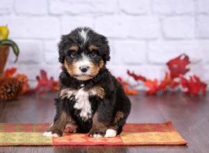 tri-colored female standard bernedoodle near Chicago Illinois