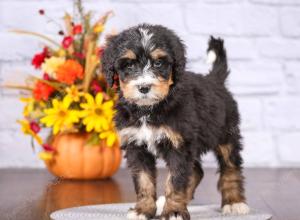 tri-colored male standard bernedoodle near Chicago Illinois