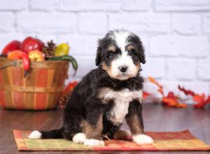 tri-colored female standard bernedoodle near Chicago Illinois