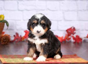 tri-colored female standard bernedoodle near Chicago Illinois