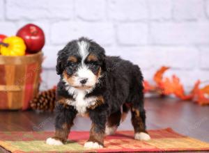 tri-colored female standard bernedoodle near Chicago Illinois