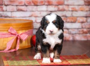 tri-colored mini bernedoodle near Chicago Illinois 