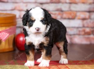 tri-colored mini bernedoodle near Chicago Illinois 