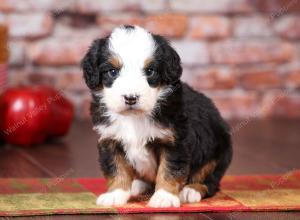 tri-colored mini bernedoodle near Chicago Illinois 